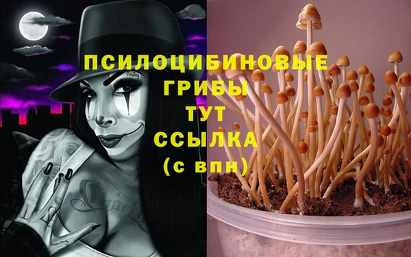 индика Алзамай