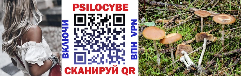 Псилоцибиновые грибы Cubensis  KRAKEN   Кашин 